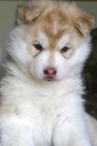 Dog Wallpaper - Preview 6