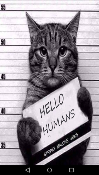 cute funny cat - Preview 4
