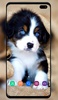 Puppy Wallpaper screenshot 5