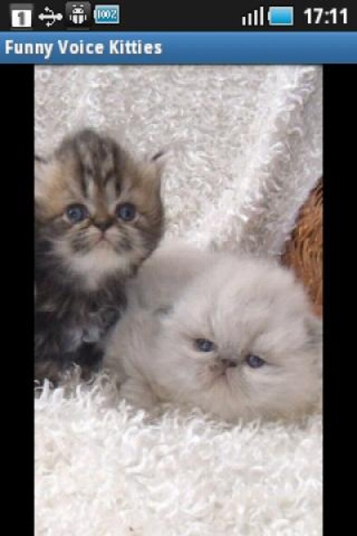 Funny Voice Kitties - Preview 5