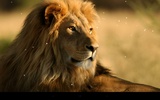 Lion screenshot 3