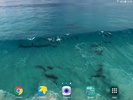 Dolphins Video Live Wallpaper screenshot 4