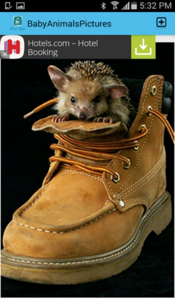 BabyAnimalsPictures - Preview 6