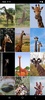 Giraffe Wallpapers screenshot 4