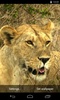 Animals of Africa Video LWP screenshot 6