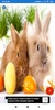 Easter Bunny Wallpapers: HD images Free download screenshot 5