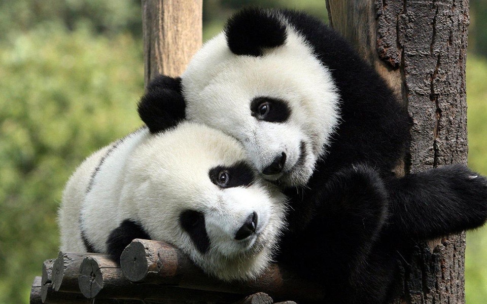 Panda Live Wallpaper - Preview 1