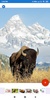 Buffalo Wallpaper: HD images, Free Pics download screenshot 2