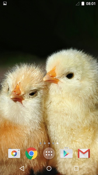 Cute Animals Live Wallpaper - Preview 3