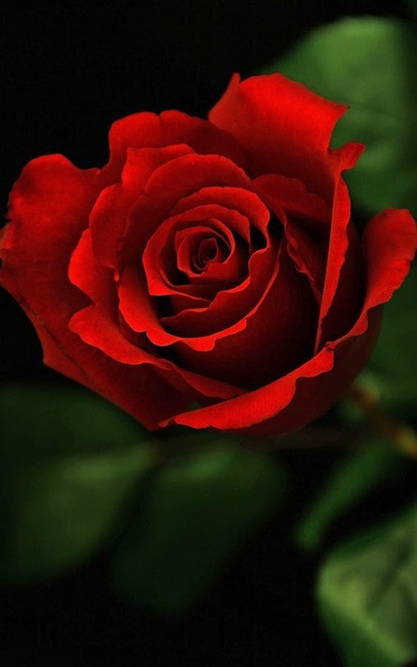 Flowers HD Live Wallpaper - Preview 7