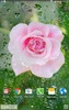 Rosen Live Wallpaper screenshot 5