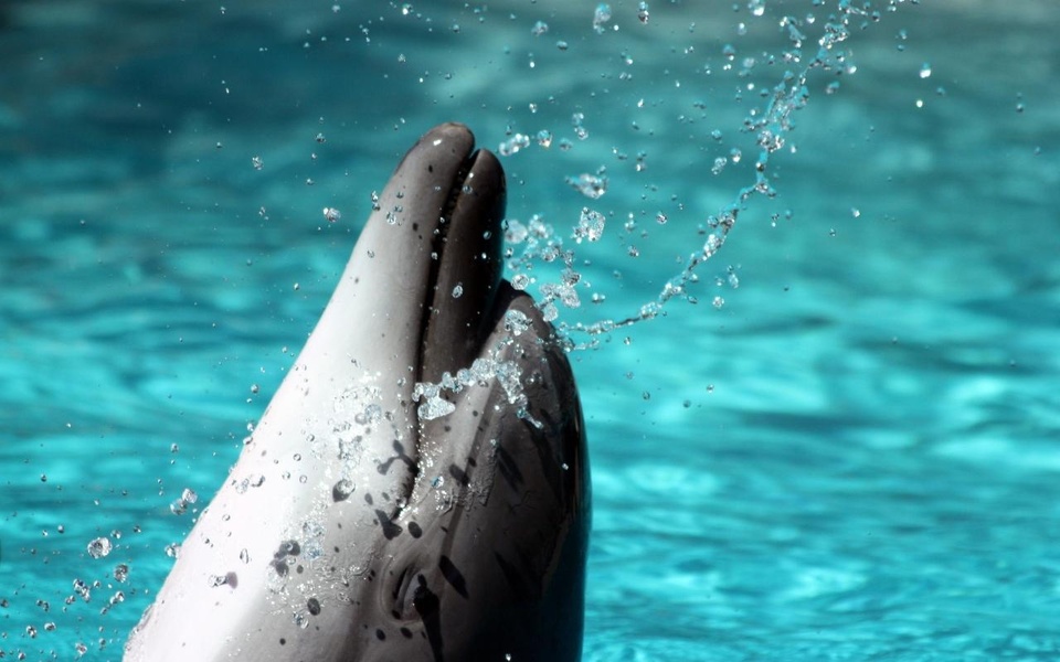 Dolphin HD Live Wallpaper - Preview 2