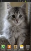 Cute Kittens Wallpapers screenshot 3