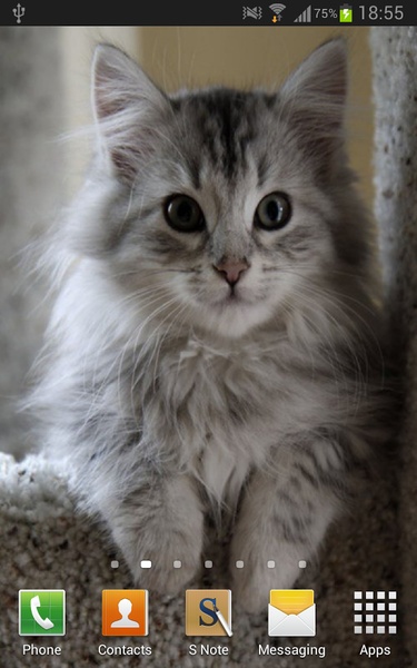 Cute Kittens Wallpapers - Preview 2