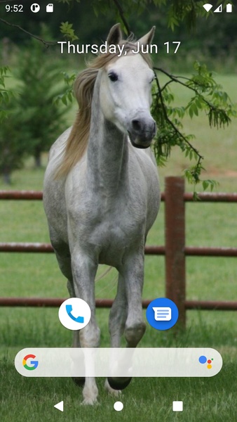 Horse Wallpaper HD - Preview 2