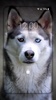Husky dog Wallpaper HD Themes screenshot 5