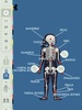 The Human Body by Tinybop screenshot 5