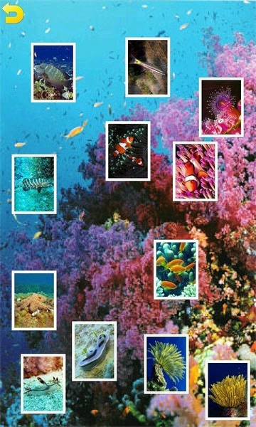 Ocean Puzzle - Preview 8