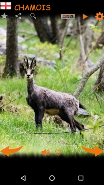 Real Animal Sounds - Preview 5