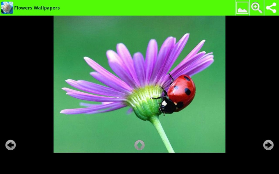 Flowers Wallpapers - Preview 1