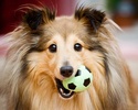 Shetland Sheepdog Dogs Jigsaw Puzzles screenshot 2