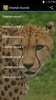 Cheetah Sounds screenshot 1