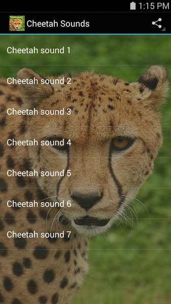 Cheetah Sounds - Preview 1