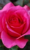 Roses Free Live Wallpaper screenshot 3