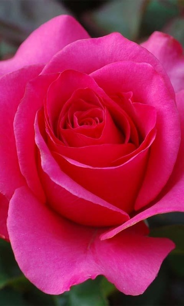 Roses Free Live Wallpaper - Preview 3