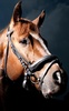 Horse HD Live Wallpaper screenshot 3