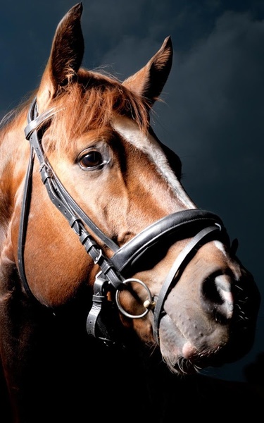 Horse HD Live Wallpaper - Preview 3
