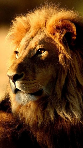 Lions Live Wallpaper - Preview 5