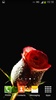 गुलाब के फूल लाइव वॉलपेपर screenshot 3