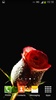 Roses Live Wallpaper screenshot 3