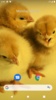 Chick Wallpaper screenshot 5