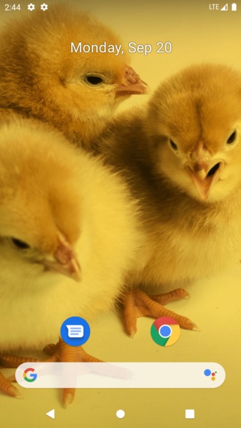 Chick Wallpaper - Preview 5