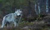 Wallpapers and pictures of wolves of all kinds around the world 4k screenshot 2