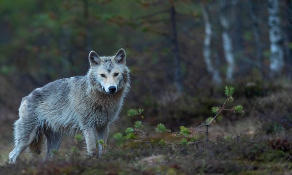 Wallpapers and pictures of wolves of all kinds around the world 4k - Preview 2