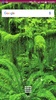 Rainforest Wallpaper screenshot 2