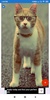 Cat Wallpapers: HD Images, Free Pics download screenshot 3