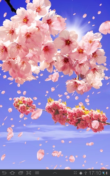 Sakura Free - Preview 8