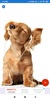 Puppy Wallpapers: HD images, Free Pics download screenshot 7