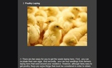 cultivation of laying hens screenshot 3