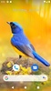 Bird Wallpaper HD screenshot 4