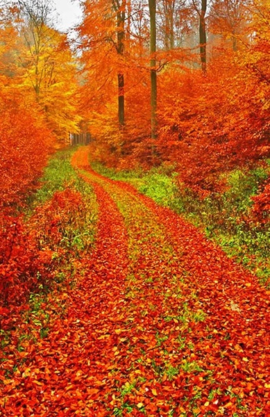 Autumn Landscape Wallpaper - Preview 5