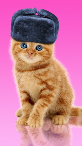 Sweet Cat and Caps - Preview 2
