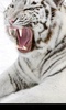 Bengal Tiger screenshot 7
