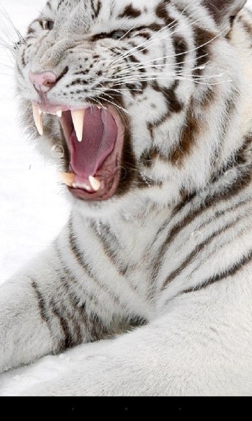 Bengal Tiger - Preview 7