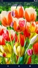 Tulips Live Wallpaper screenshot 2
