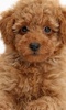 Toy Poodle Dogs Jigsaw Puzzles screenshot 4
